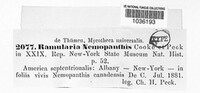 Ramularia nemopanthis image